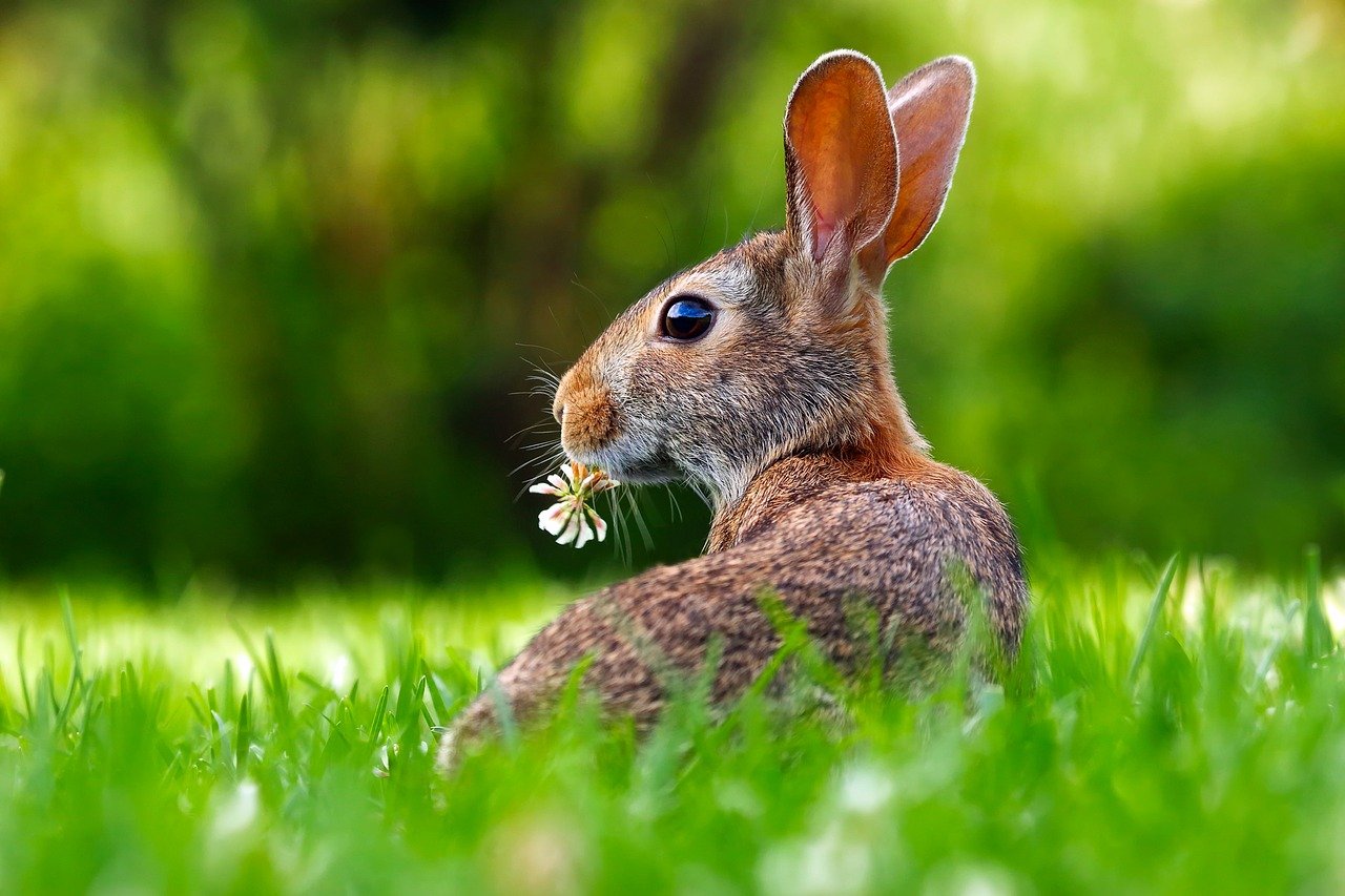 Jaký je rozdíl mezi králíky a zajíci?